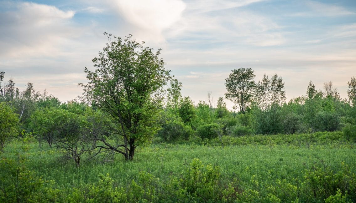 Biodiversité végétale et arboricole du boisé Pierre-Dansereau.