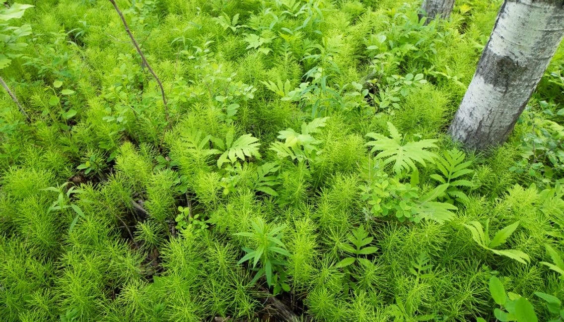 Un des nombreux végétaux en milieux naturels du boisé Pierre-Dansereau.