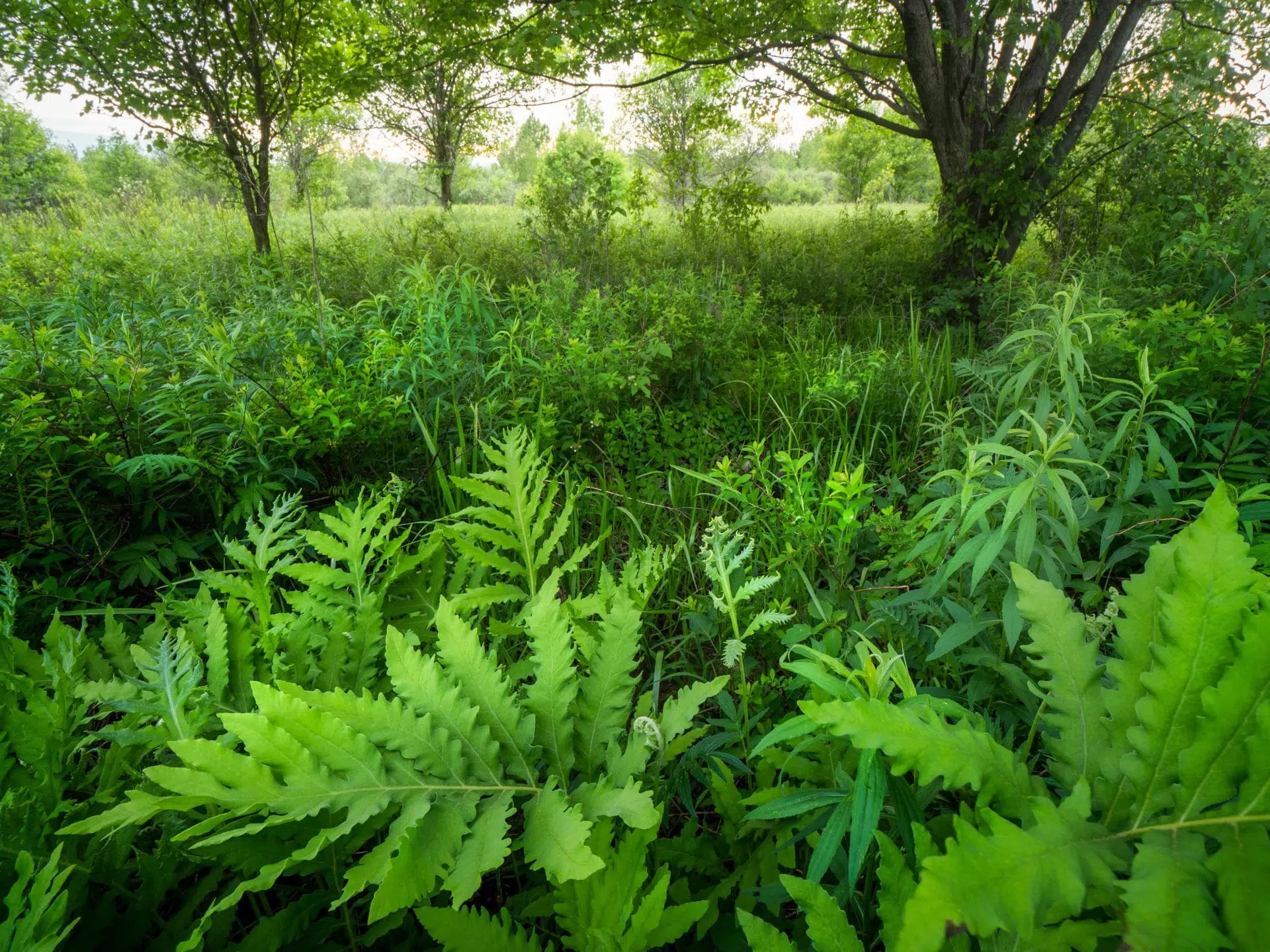 Biodiversité végétale du parc Pierre-Dansereau.