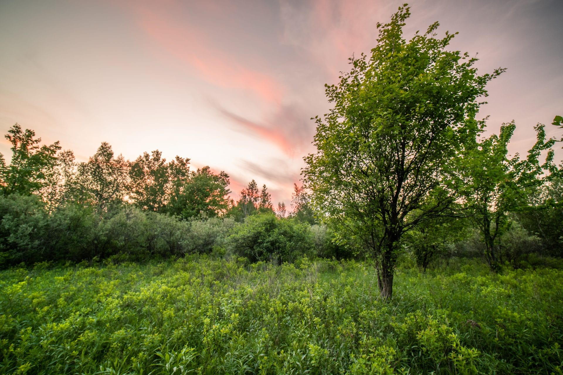 Biodiversité en milieux naturels qui est protégée par la Ville de Boucherville.