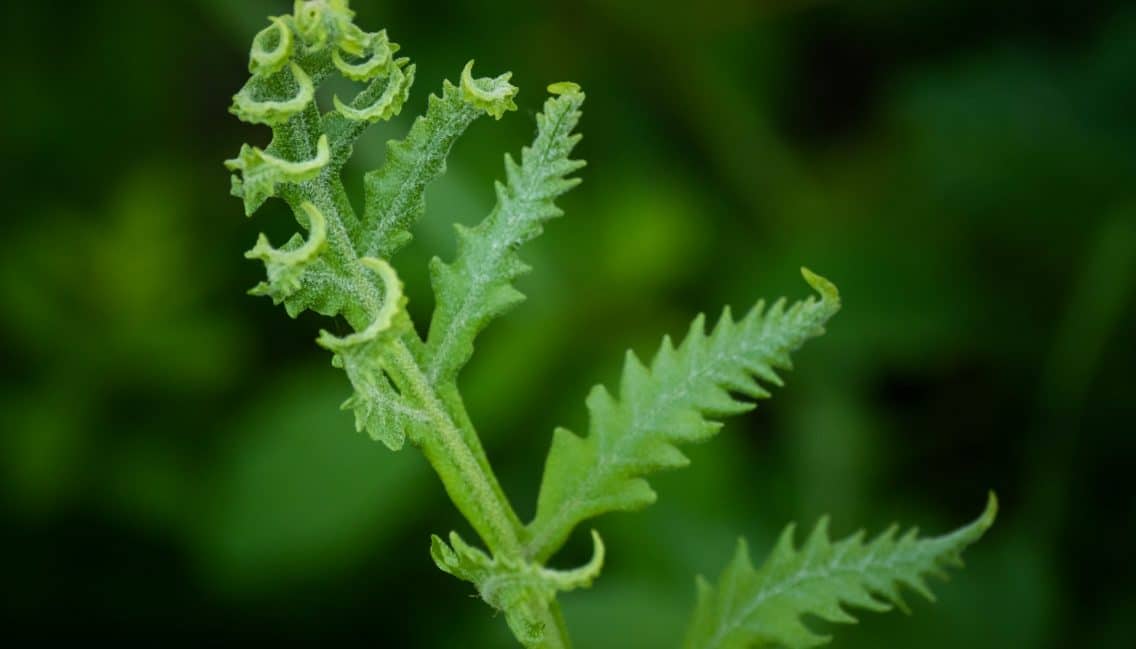 Biodiversité végétale du boisé Pierre-Dansereau.