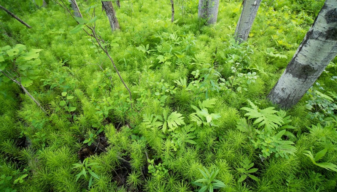 Au boisé Pierre-Dansereau, les végétaux foisonnent en milieux naturels et humides.