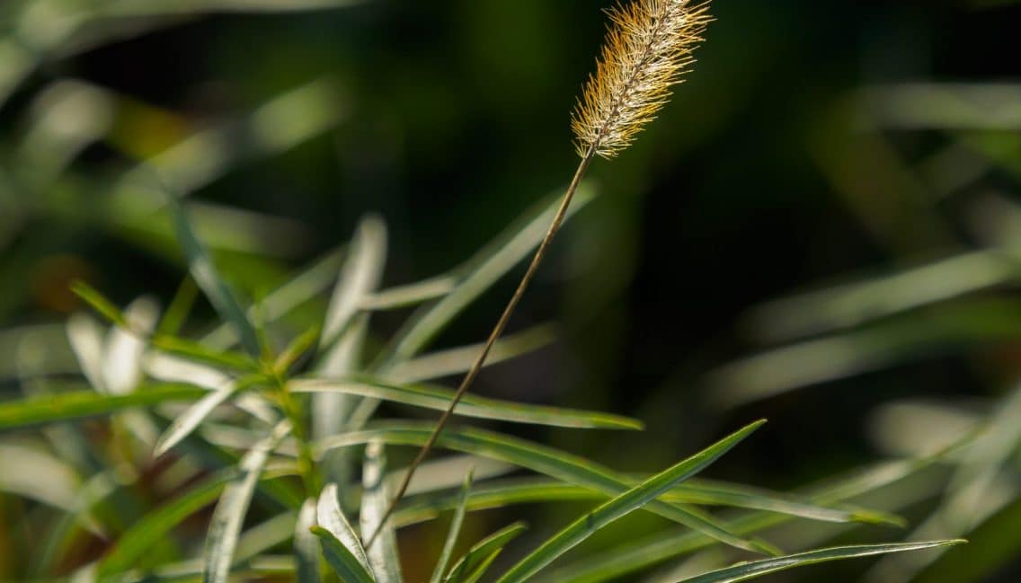 Végétal observé en milieux naturels du boisé.