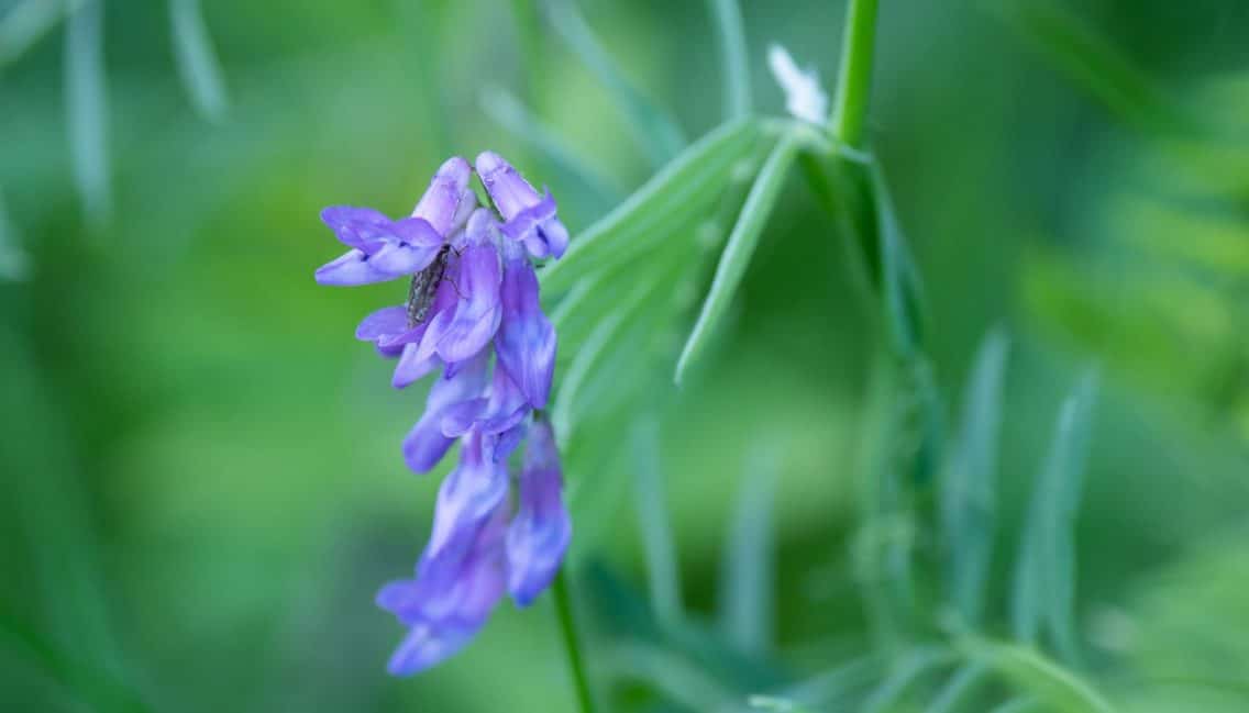 Végétal en milieux naturels du boisé qui attire les insectes grâce à son nectar.