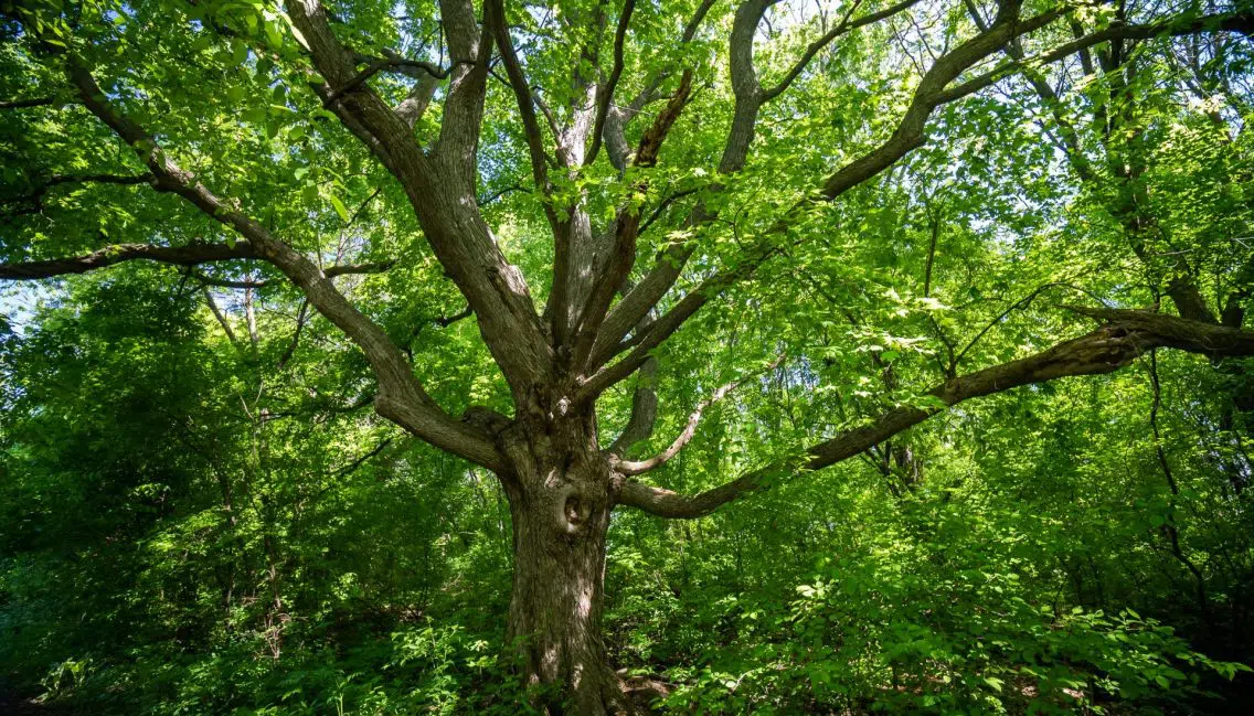 Un arbre mature dans le boisé de l’arboretum Stephen-Langevin.