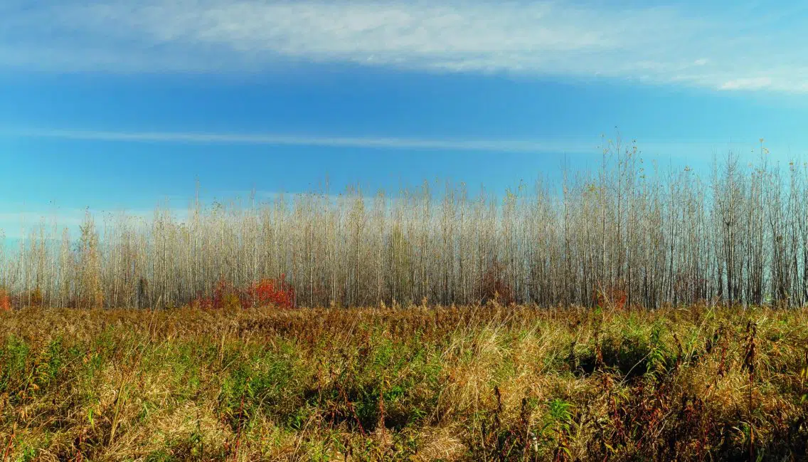 Champ de végétaux colorés dans le boisé de l’arboretum Stephen-Langevin.