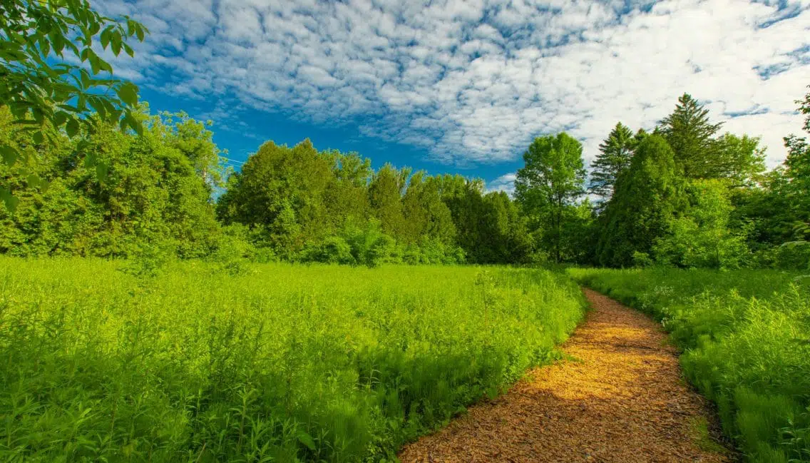 Sentier pédestre menant au boisé de l’arboretum Stephen-Langevin.