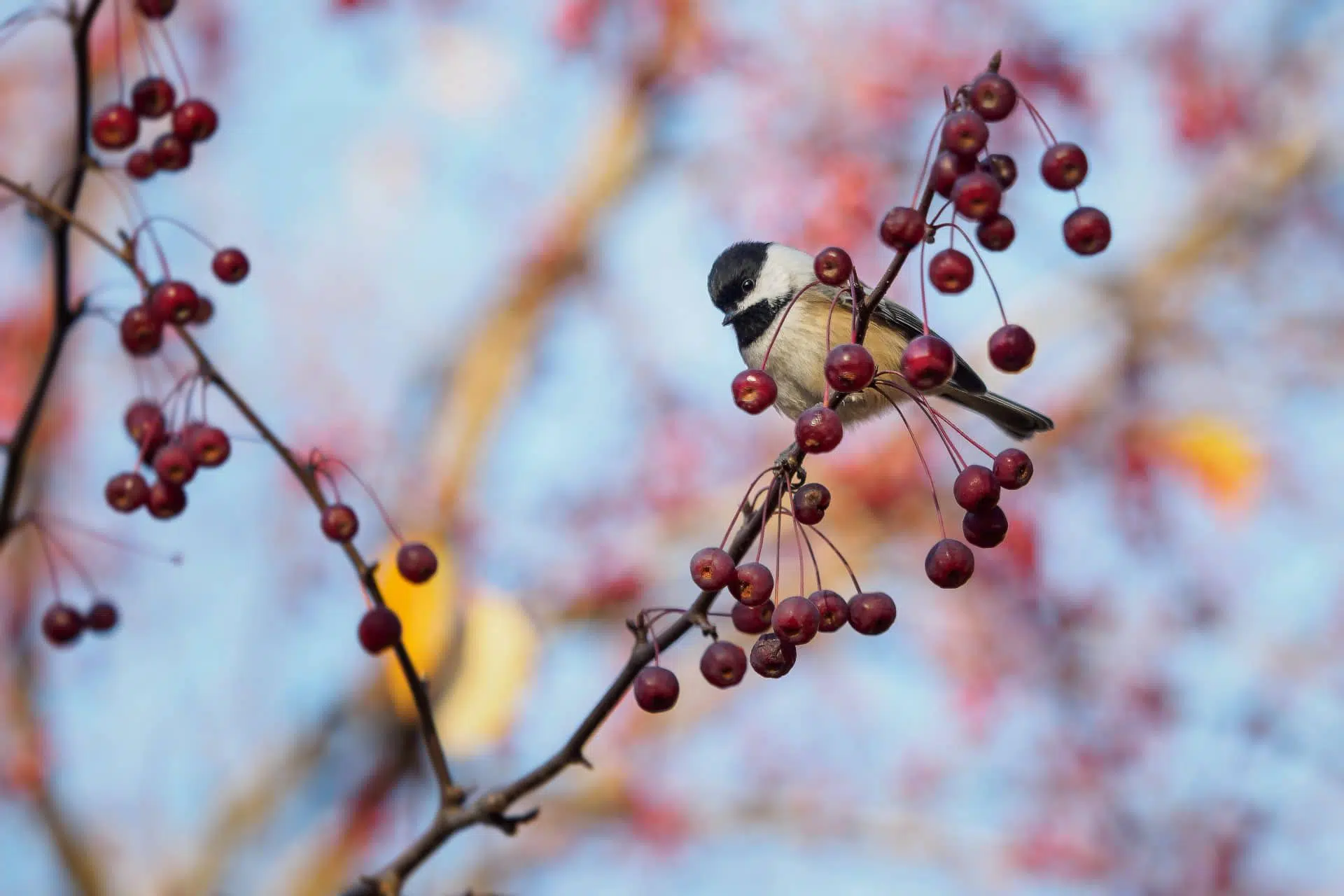 L’un des nombreux oiseaux que l’on peut observer à l’arboretum Stephen-Langevin.