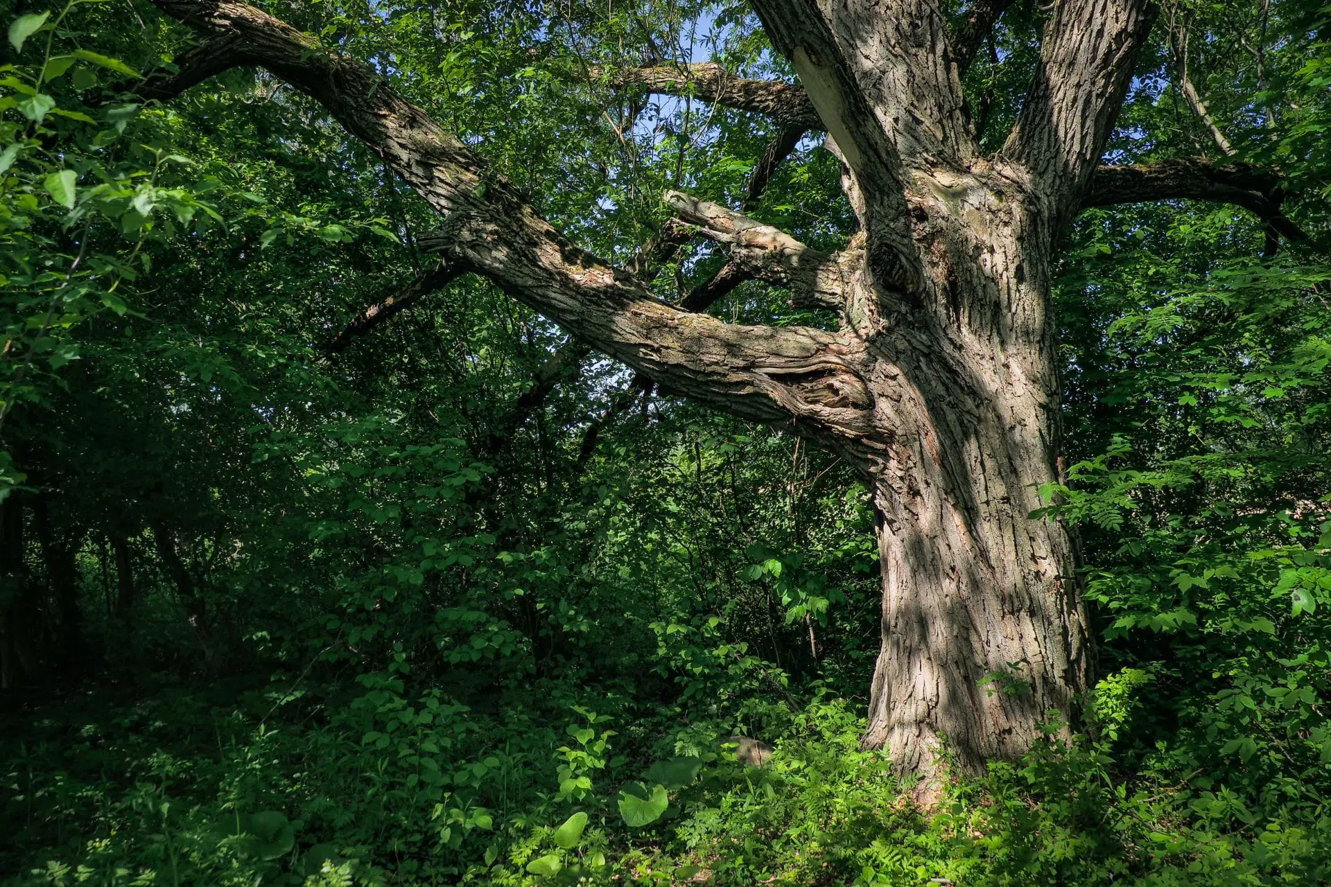 Arbre mature entouré d’une végétation abondante à l’arboretum Stephen-Langevin.