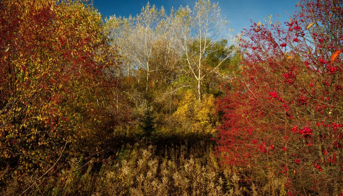 Biodiversité arboricole à l’arboretum Stephen-Langevin.