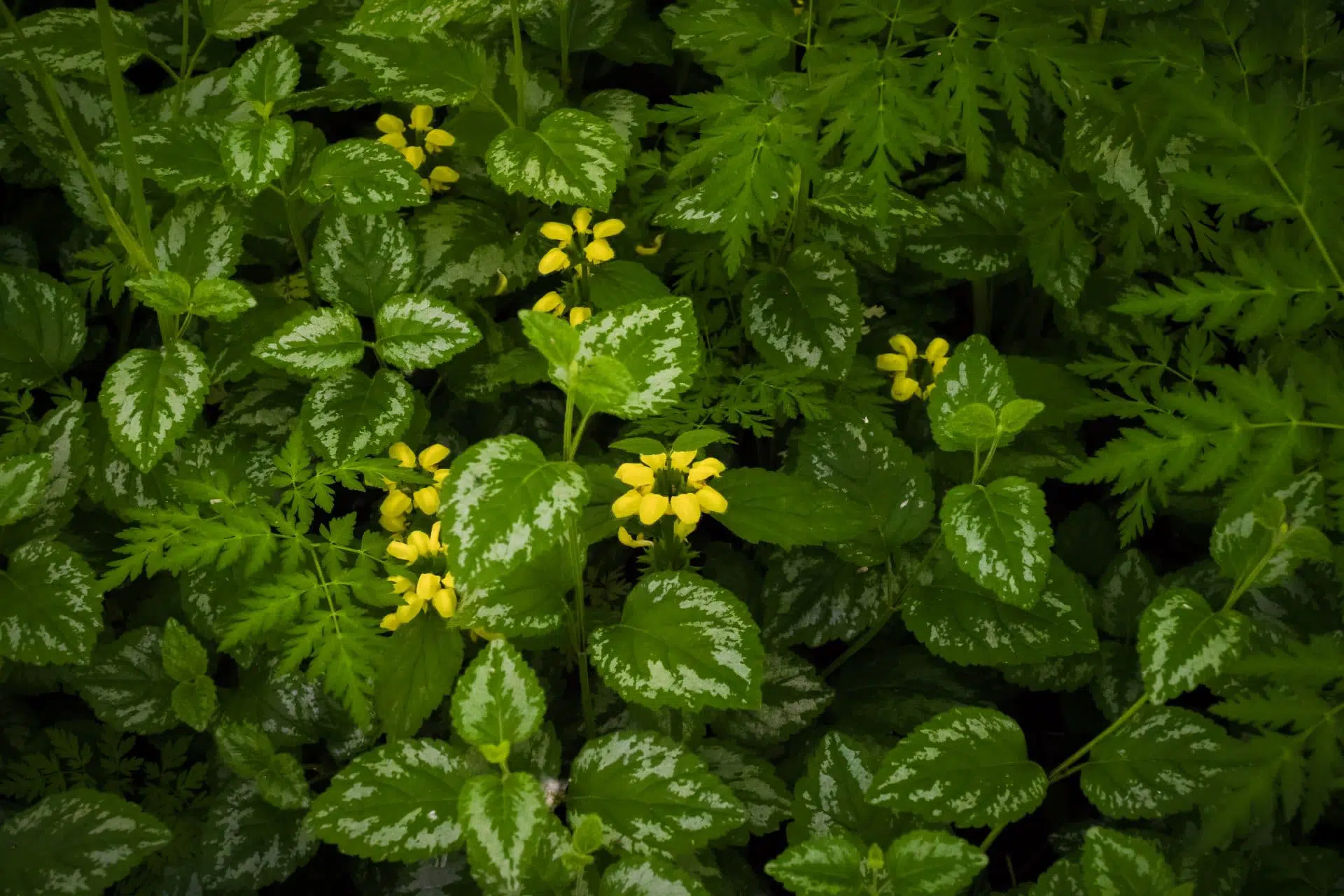 Jolie végétation à l’ombre observée à l’arboretum Stephen-Langevin.