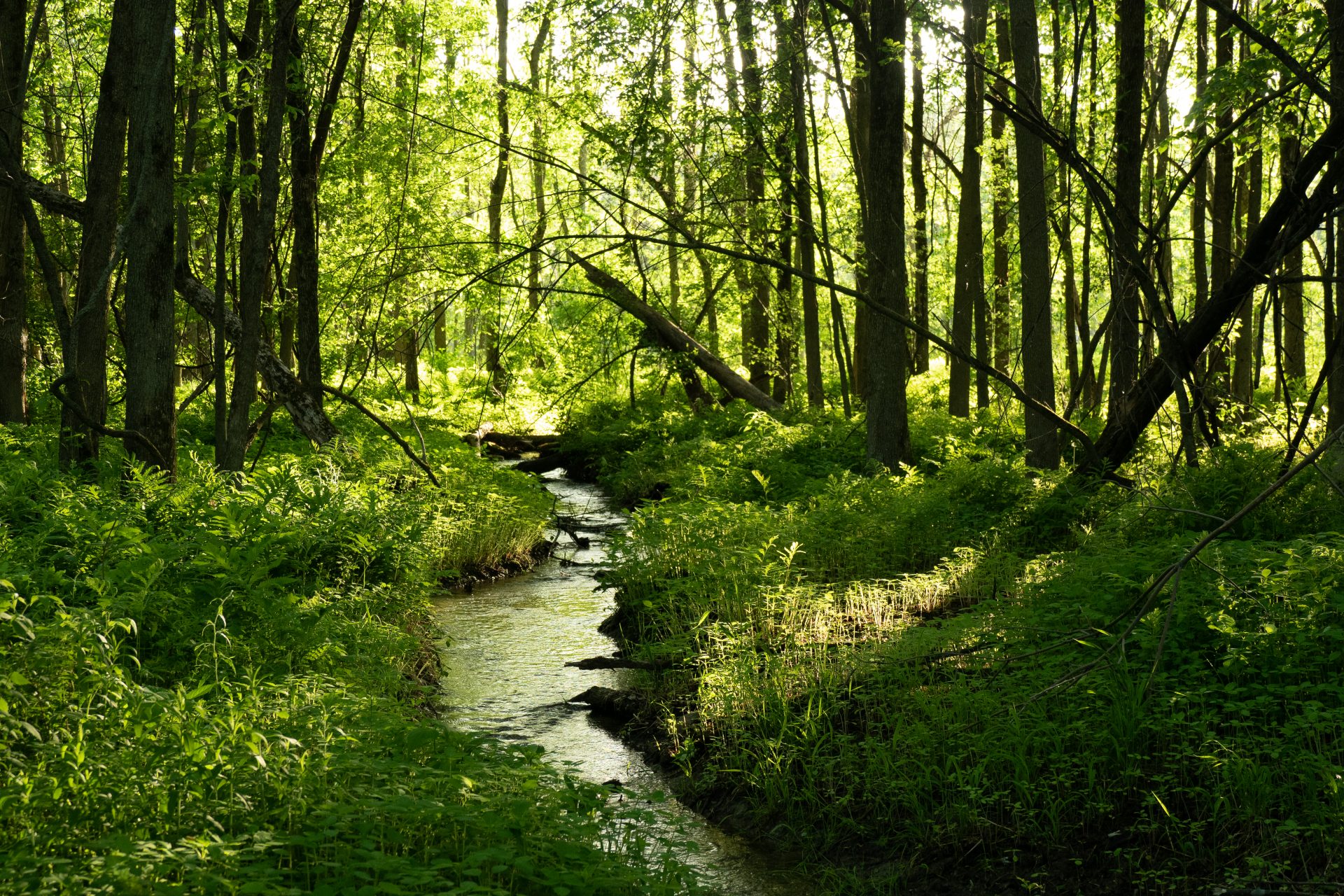 Petit ruisseau dans le boisé Du Tremblay, secteur Boucherville.