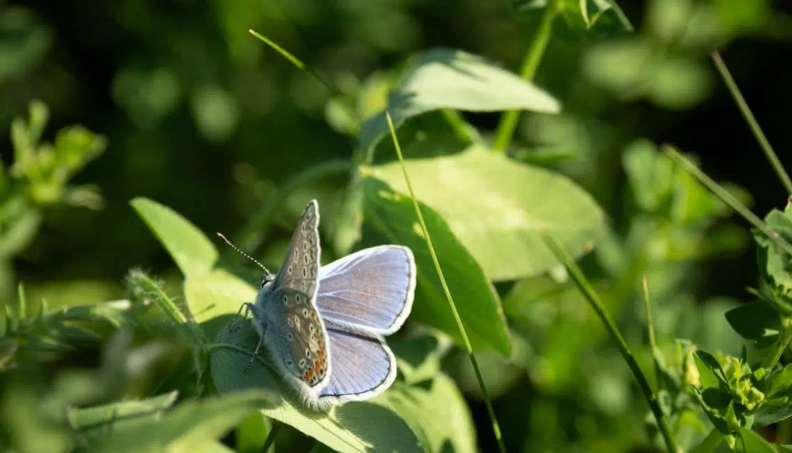 Le boisé Du Tremblay attire de nombreux insectes grâce à sa végétation abondante.