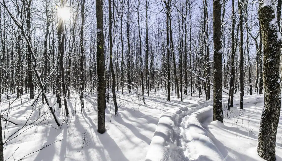 Sentier enneigé dans le boisé Du Tremblay