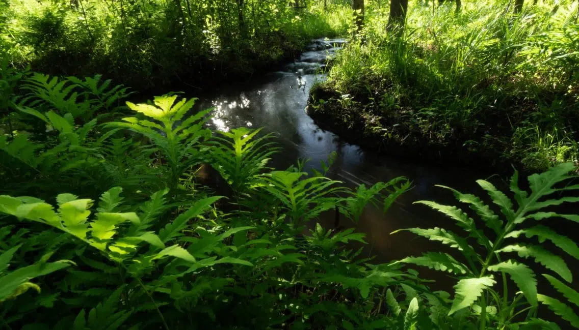 Biodiversité végétale en milieux humides du boisé Du Tremblay.