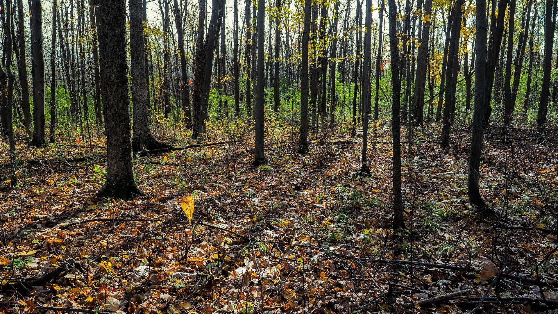 Milieux naturels du boisé Du Tremblay, secteur Boucherville.