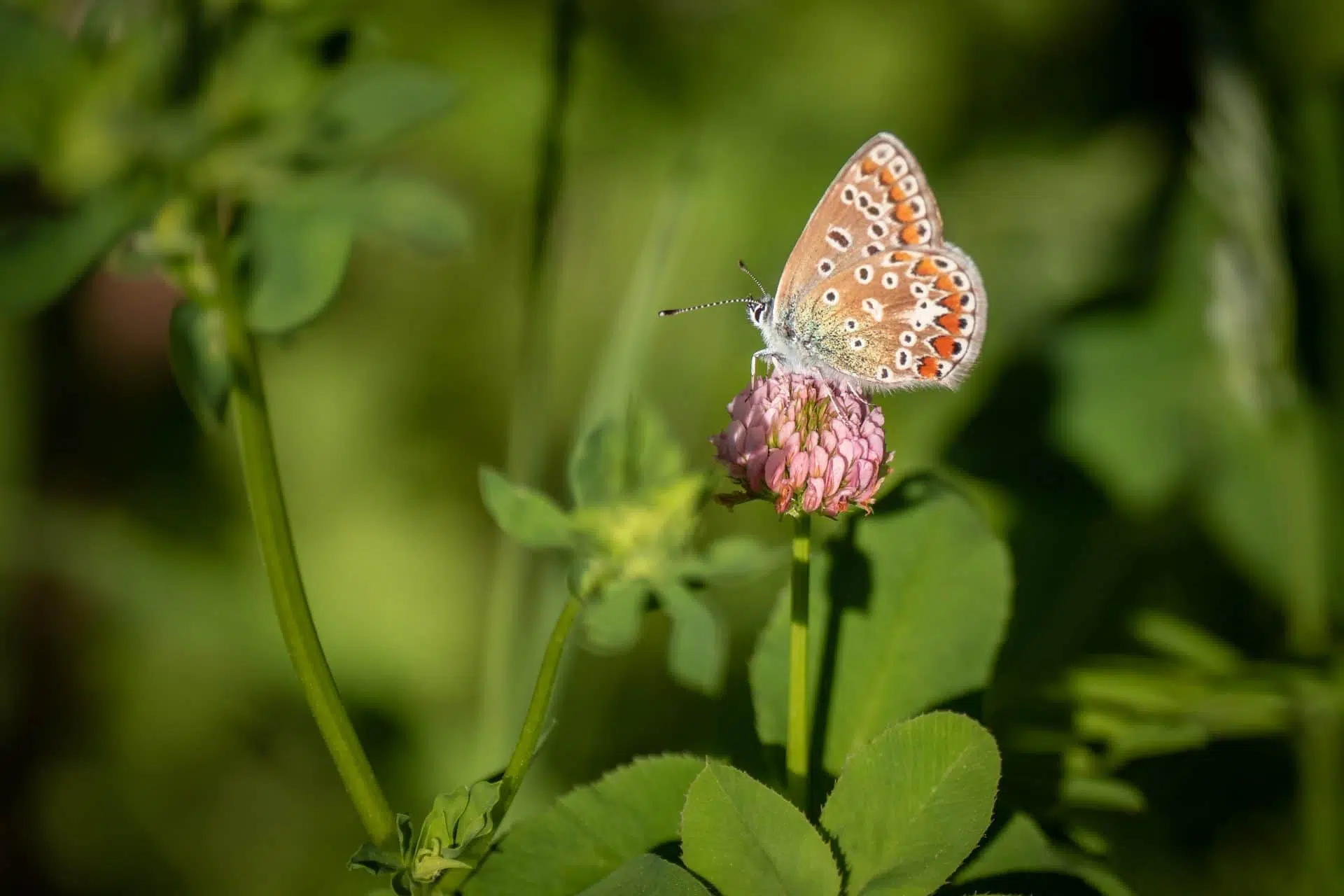 Le boisé Du Tremblay est protégé pour préserver sa grande biodiversité.
