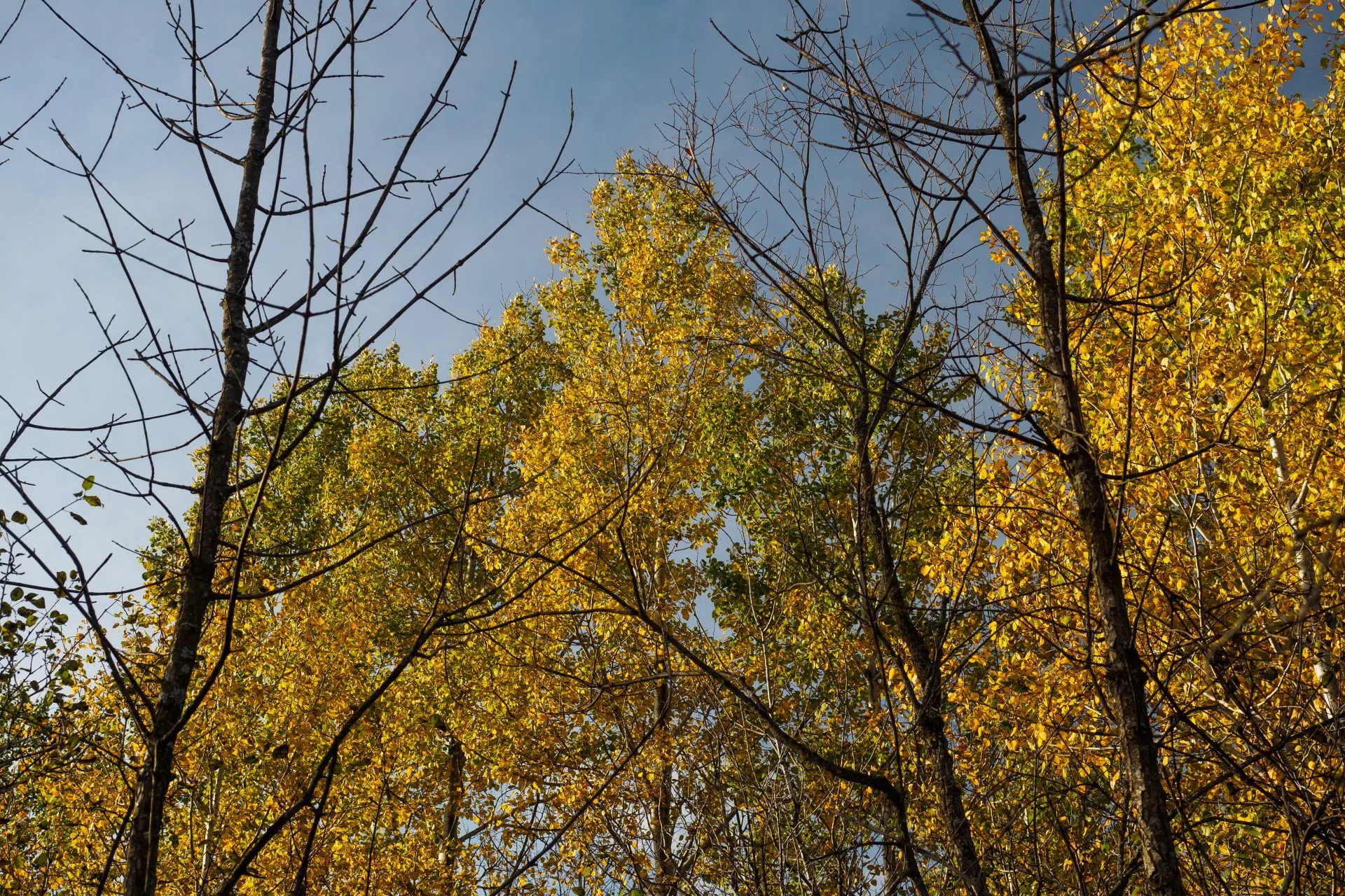 Arbres que l’on peut observer dans le boisé Du Tremblay.