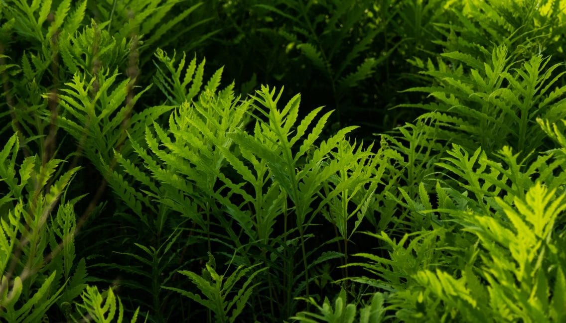 Un des nombreux végétaux que l’on peut observer en milieux humides au boisé Du Tremblay.