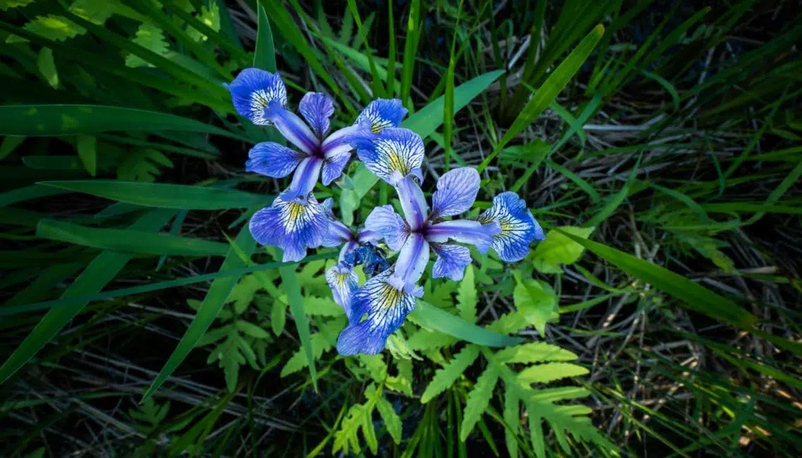 Un des nombreux végétaux en milieux humides du boisé Du Tremblay. Ici, l’iris versicolore.