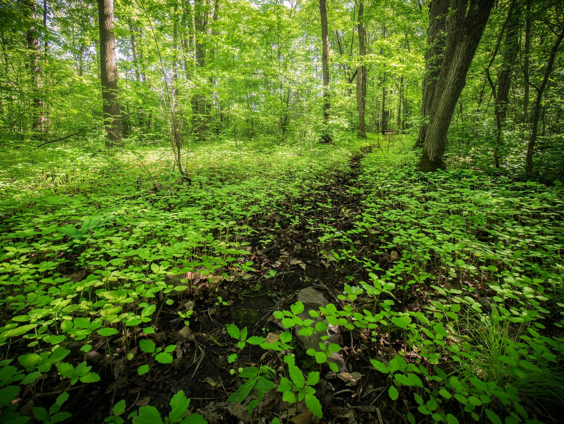 Couvert végétal dans le parc du Boisé-du-Pays-Brûlé dans le district Harmonie de Boucherville.