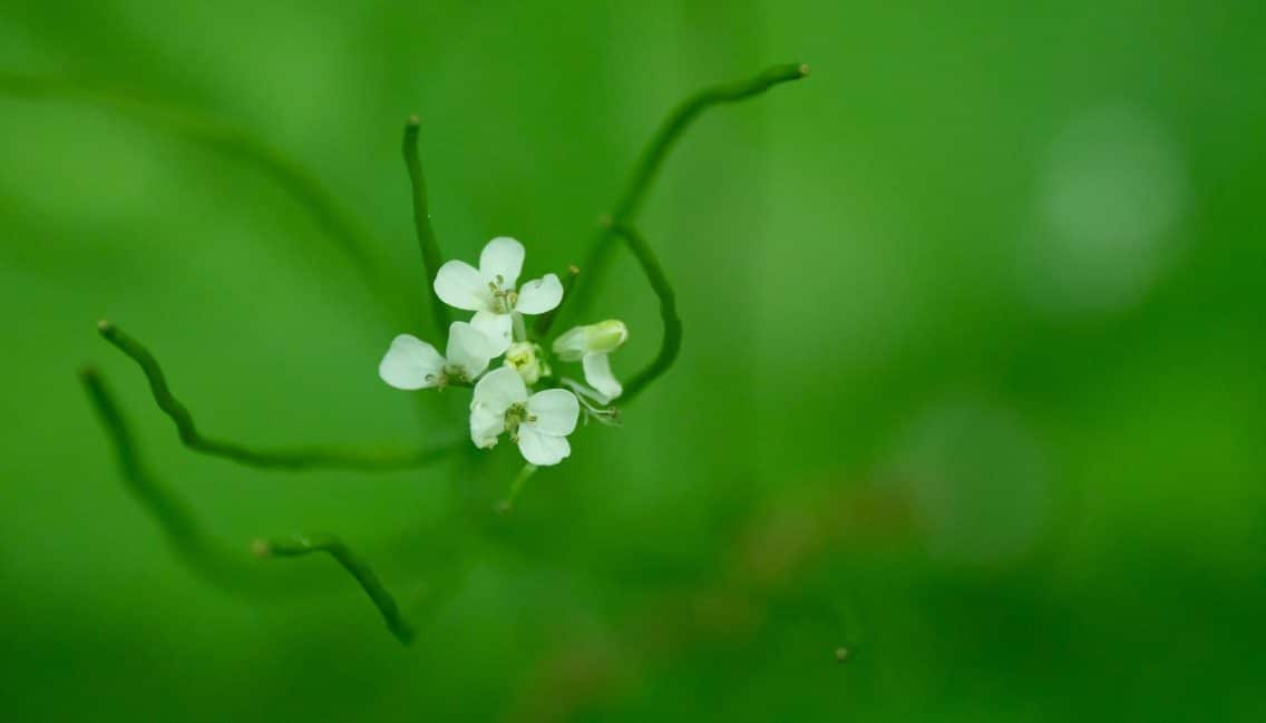 Jolie fleur que l’on peut observer au parc Boisé-du-Pays-Brûlé.