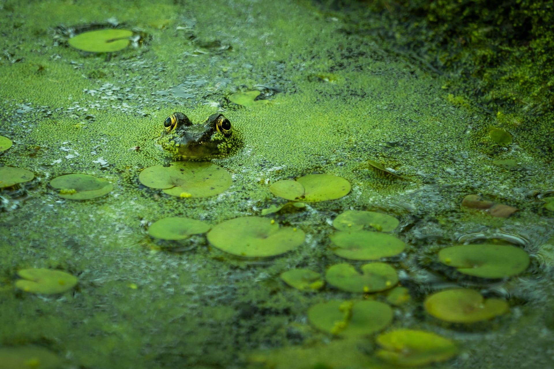 Biodiversité faunique en milieux humides au parc du Boisé-du-Pays-Brûlé.