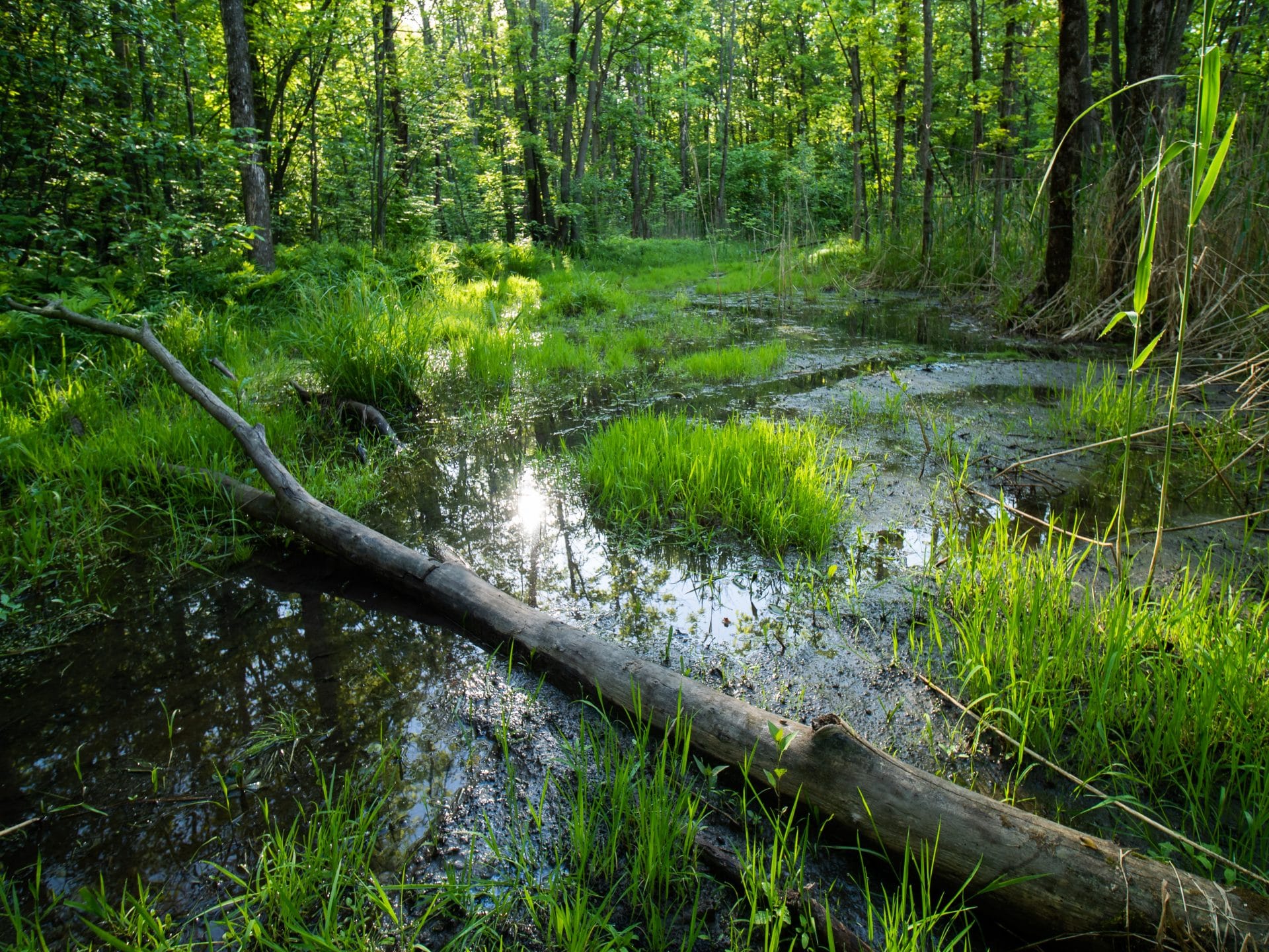 Milieux humides dans le parc du Boisé-du-Pays-Brûlé.