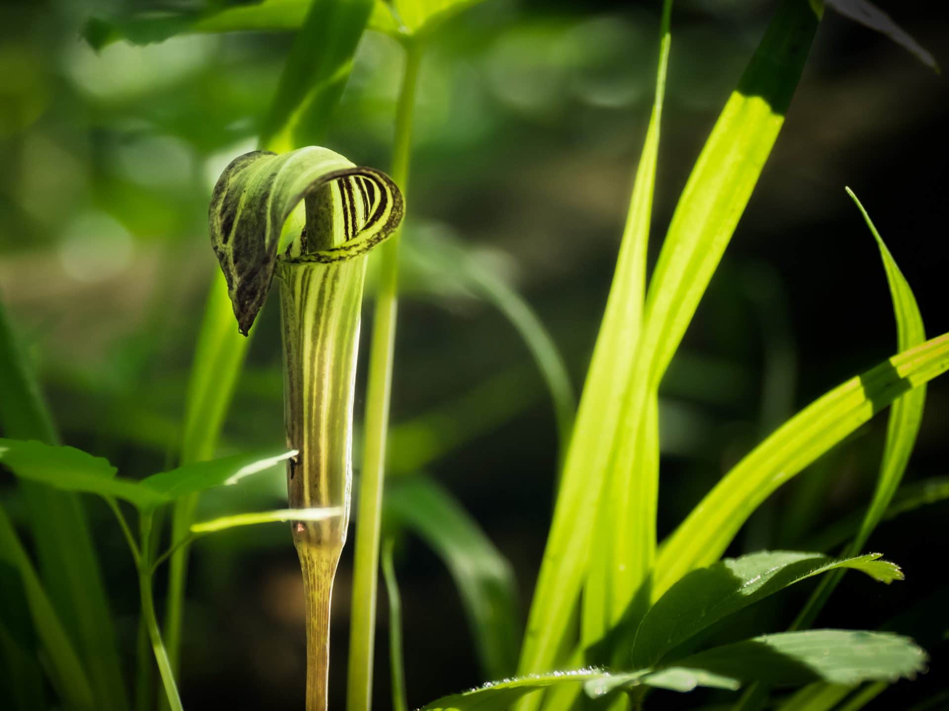 Végétaux en milieux naturels du parc du Boisé-du-Pays-Brûlé.