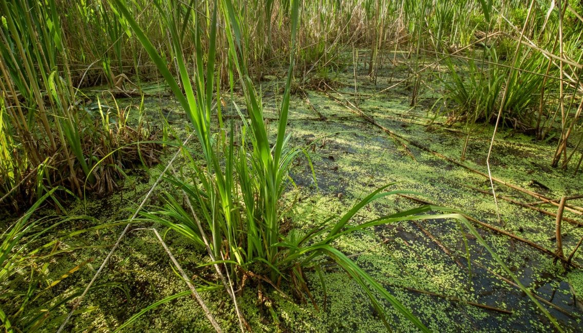 Marais et végétaux au parc du Boisé-du-Pays-Brûlé.