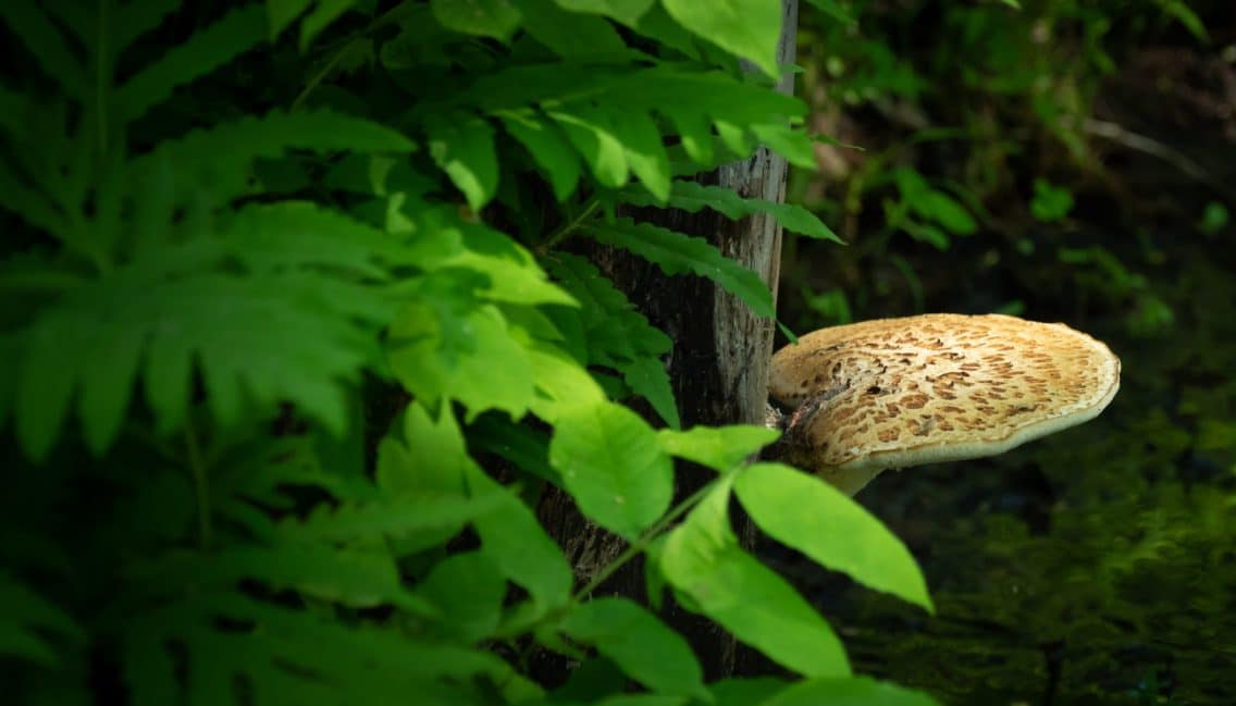Champignon en milieux naturels du parc du Boisé-du-pays-Brûlé.