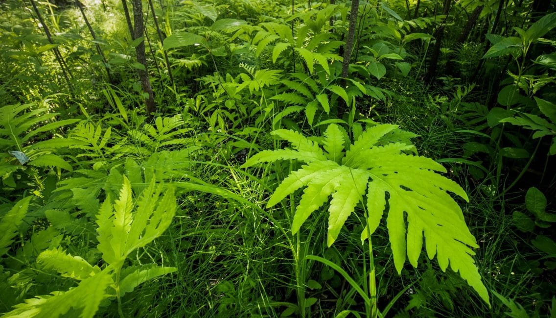 La végétation est abondante au parc Boisé-du-Pays-Brûlé.