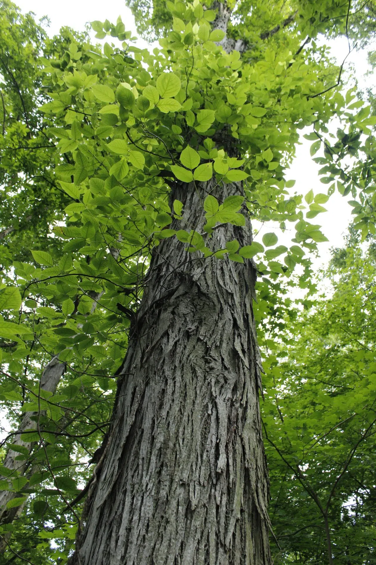 Le caryer ovale est l’une des essences d’arbres considérées comme vulnérables.