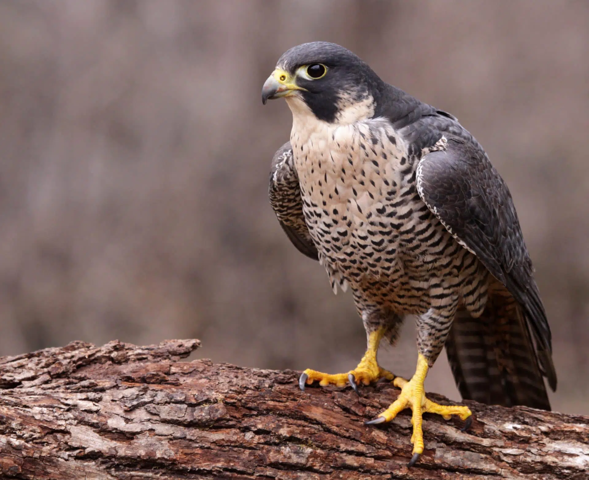 Le faucon pèlerin est un oiseau de proie protégé et fait partie de la biodiversité de la faune du parc de la Frayère.