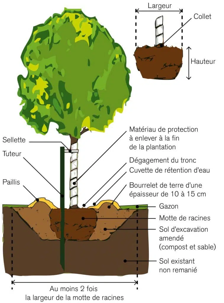 Comment planter un arbre - Arbres Canada