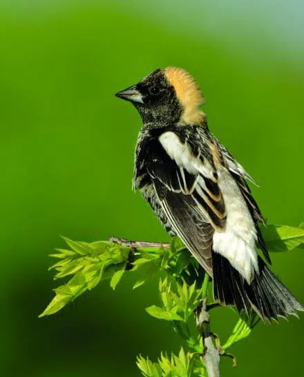 Parmi les nombreux oiseaux, on peut observer le goglu des prés au boisé Pierre-Dansereau.