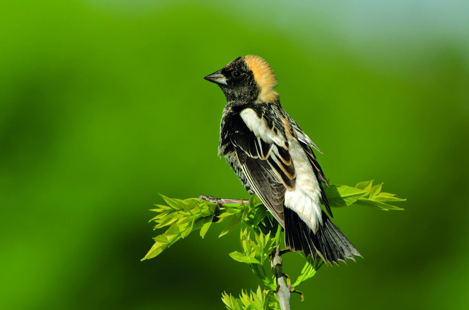Parmi les nombreux oiseaux, on peut observer le goglu des prés au boisé Pierre-Dansereau.