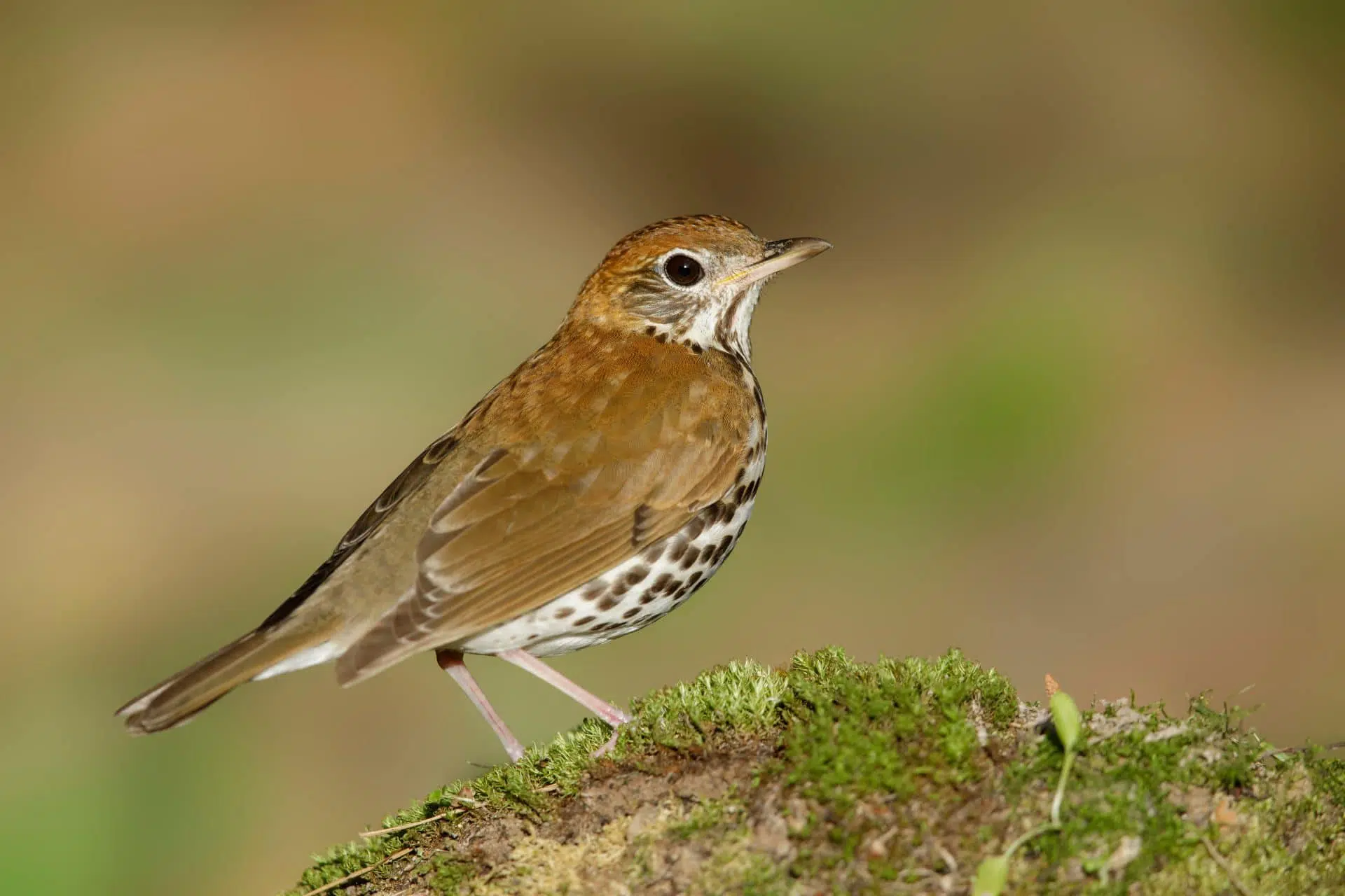 La grive des bois est l’une des espèces d’oiseaux faisant partie de la biodiversité faunique du boisé.