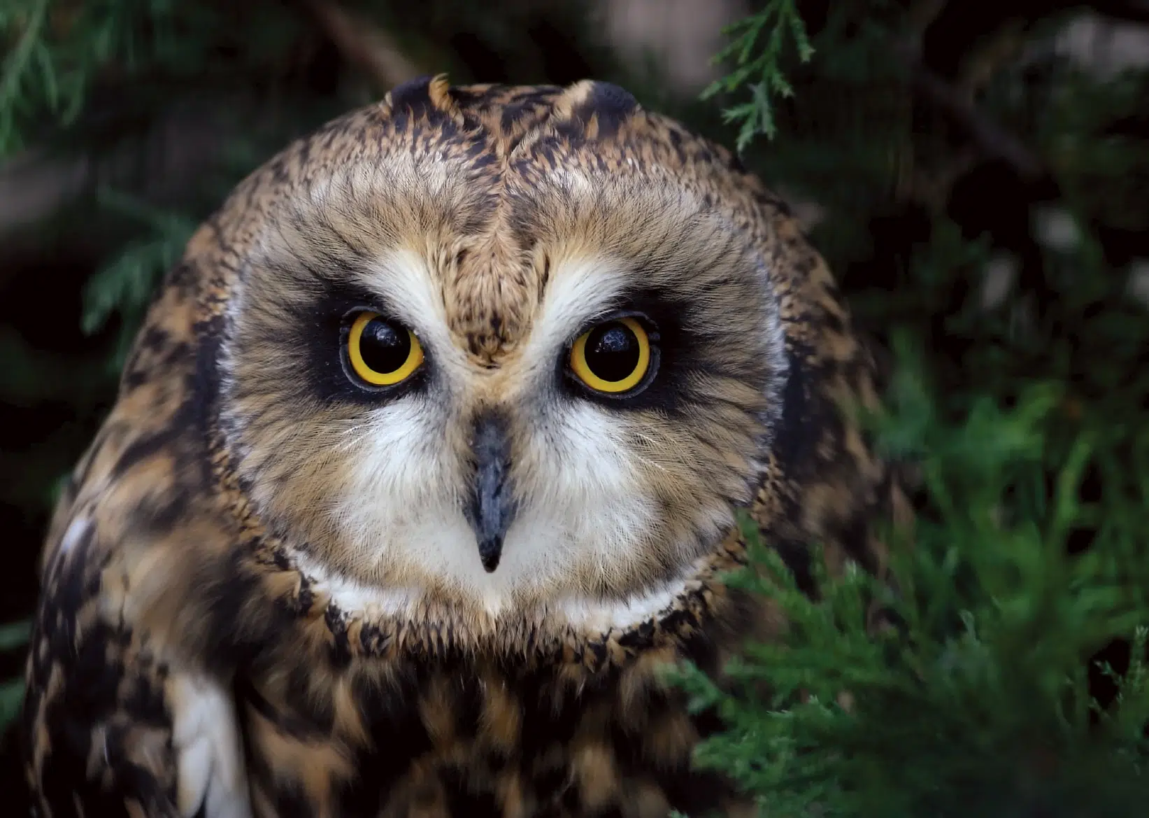 Le hibou des marais fait partie des nombreuses espèces que l’on peut observer au parc de la Frayère.