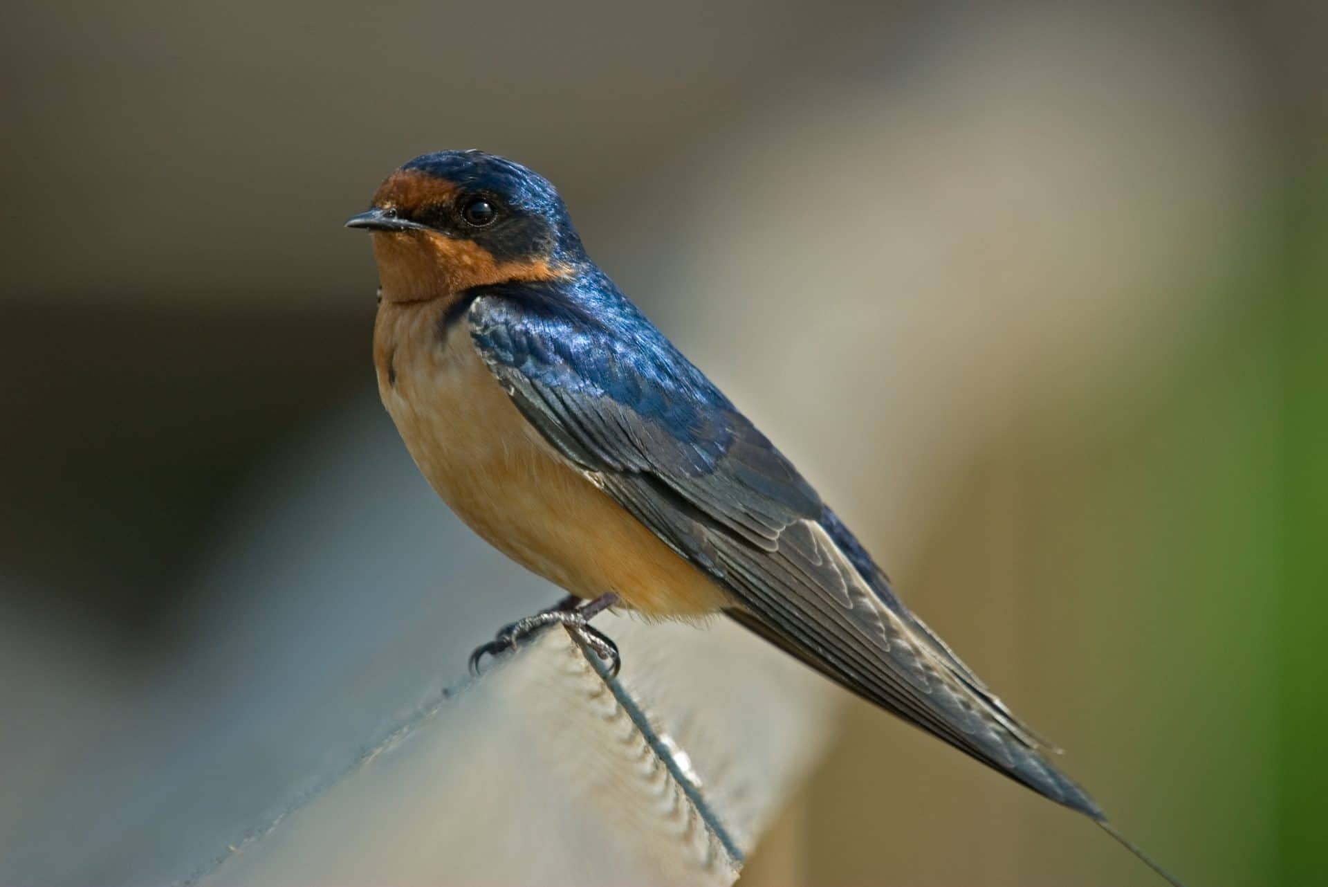 L’hirondelle rustique est l’un des oiseaux que l’on peut observer au boisé Pierre-Dansereau.