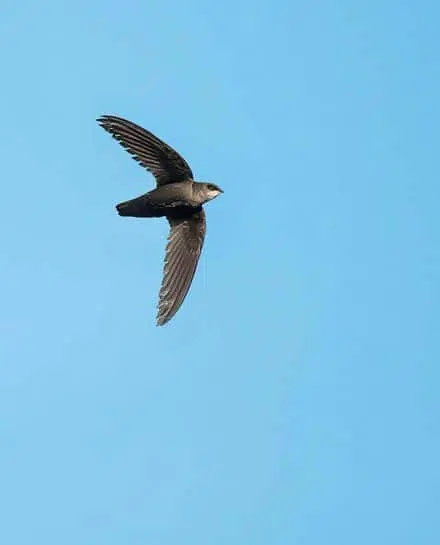 Le martinet ramoneur est un oiseau considéré comme vulnérable, que l’on peut observer au parc de la Frayère.