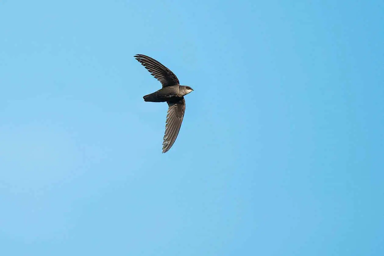 Le martinet ramoneur est un oiseau considéré comme vulnérable, que l’on peut observer au parc de la Frayère.
