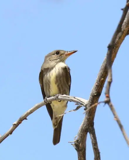 Le moucherolle à côtés olive est un petit oiseau chanteur protégé, que l’on peut observer au parc de la Frayère.