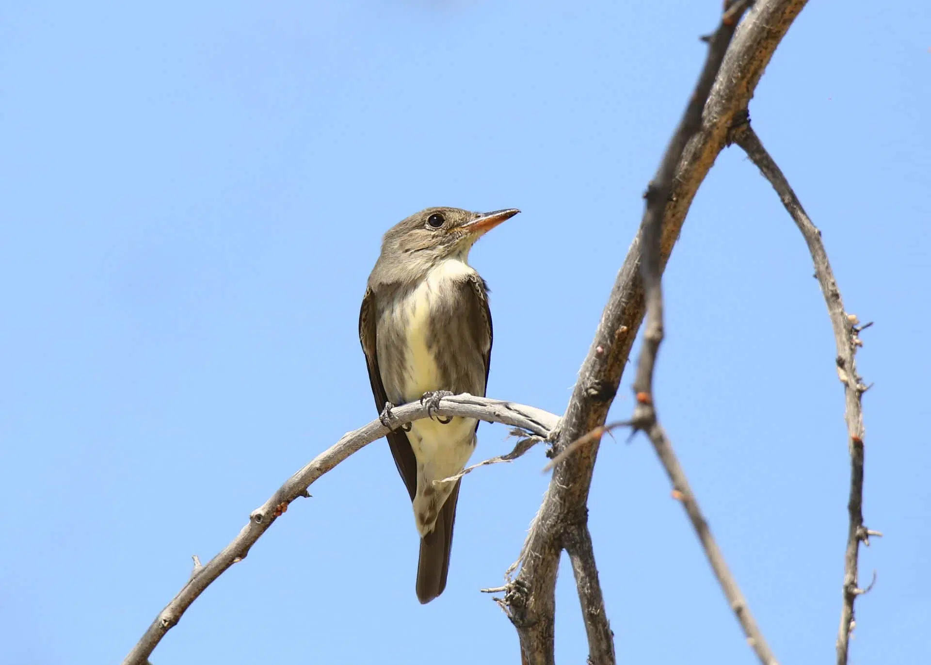 Le moucherolle à côtés olive est un petit oiseau chanteur protégé, que l’on peut observer au parc de la Frayère.