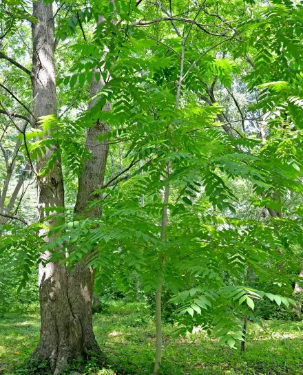 Le noyer cendré fait partie de la biodiversité arboricole du parc. Il est considéré comme une espèce vulnérable.