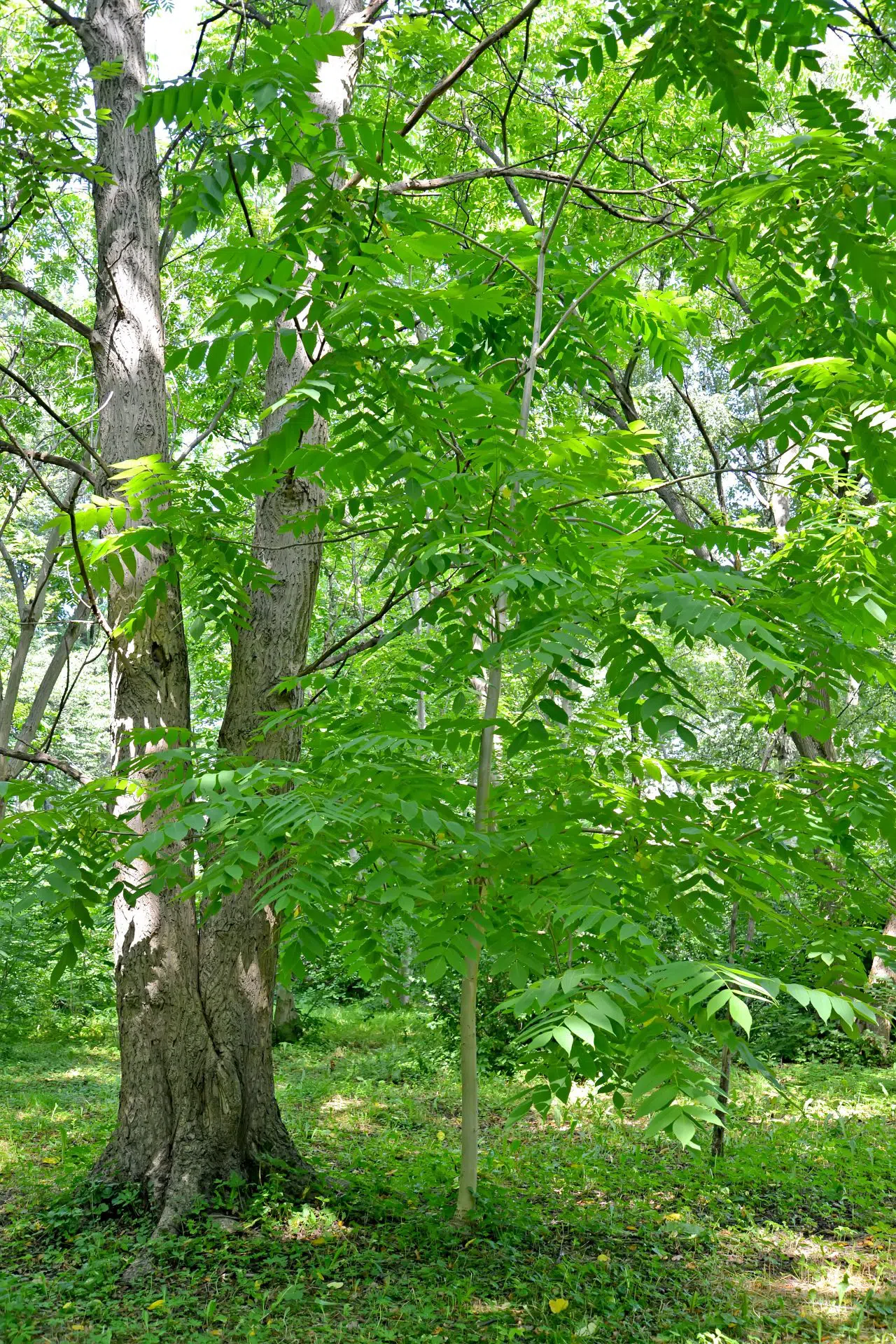Le noyer cendré fait partie de la biodiversité arboricole du parc. Il est considéré comme une espèce vulnérable.