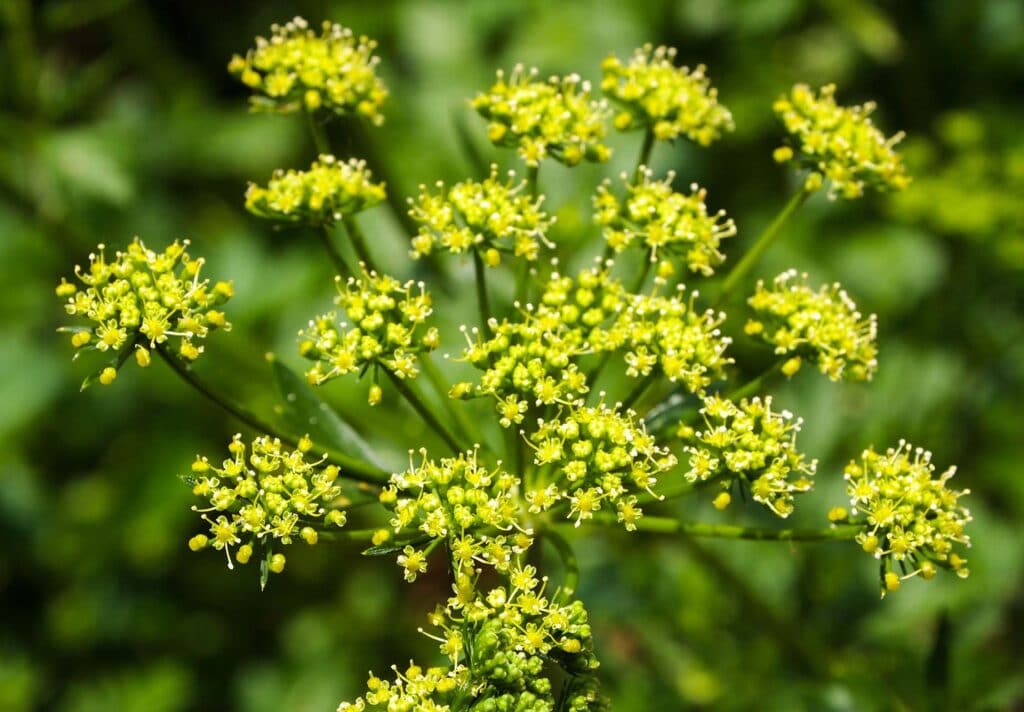 Les fleurs du panais sauvages sont jaunes et dispersées sur différentes petites tiges.