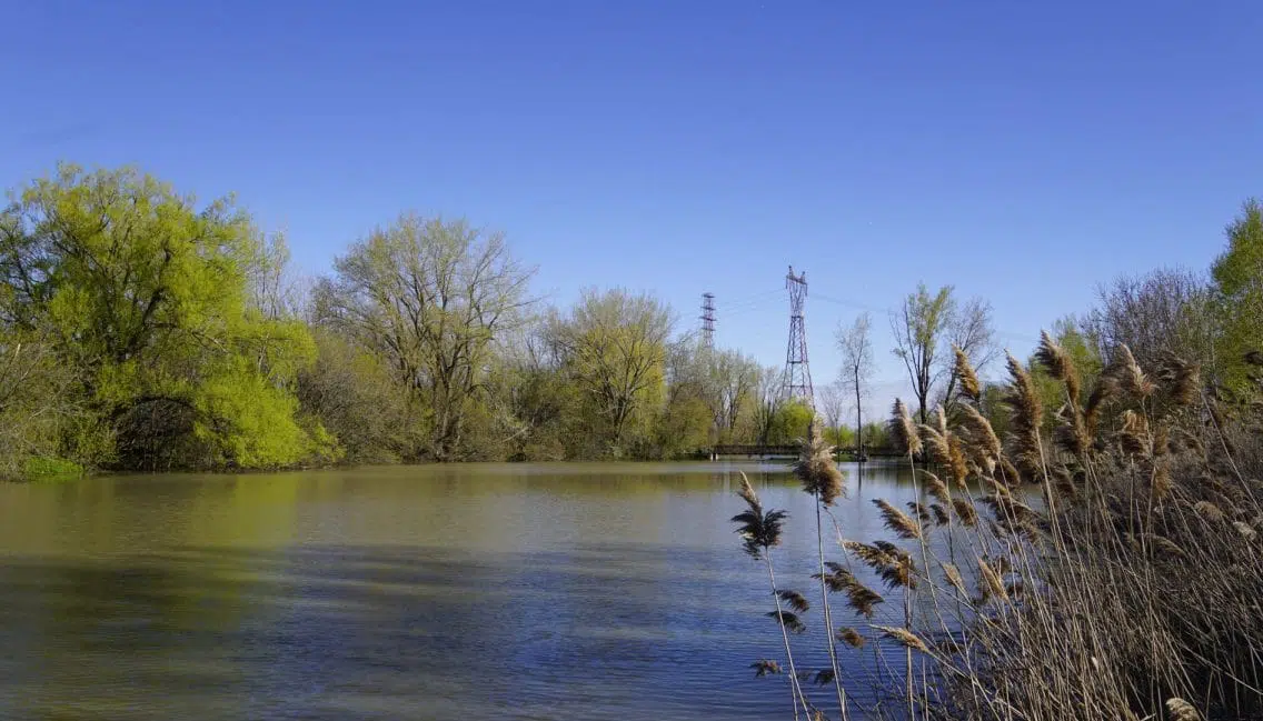 Marais entouré d’une variété d’essences d’arbres au parc de la Frayère.
