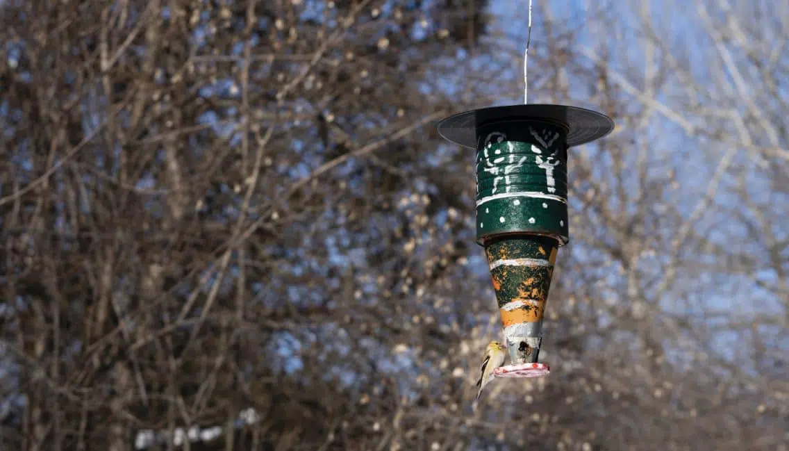 Le parc de la Frayère attire de nombreuses espèces d’oiseaux grâce à ses milieux humides et naturels.