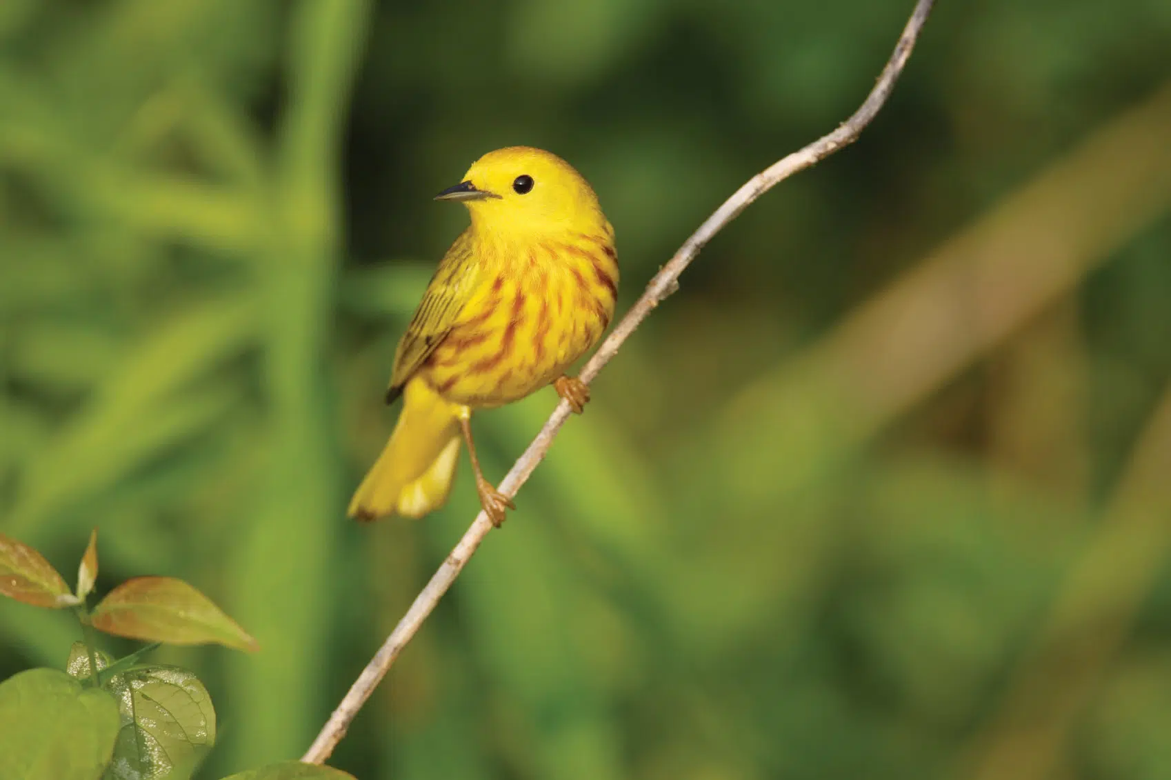 La paruline du Canada est un joli petit oiseau jaune que l’on peut observer au parc de la Frayère.